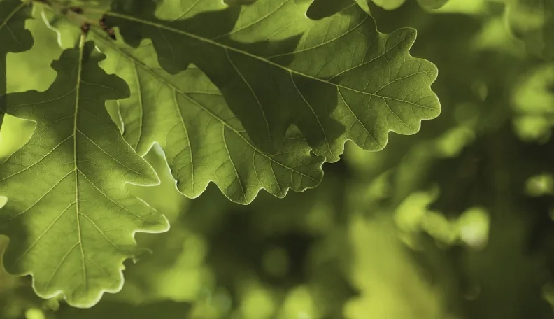 Tyrimas: su finansiniais sukčiais susiduria kas antras gyventojas – kaip prieš juos atsilaikyti pensijų reformos metu?